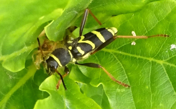 Wasp beetle Copyright: Peter Squire