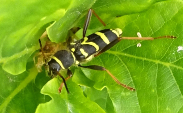 Wasp beetle Copyright: Peter Squire