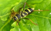 Wasp beetle Copyright: Peter Squire