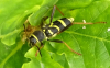 Wasp beetle