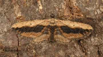 Small Waved Umber   Horisme vitalbata Copyright: Graham Ekins