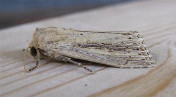 Bulrush Wainscot. Copyright: Stephen Rolls