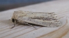 Bulrush Wainscot. Copyright: Stephen Rolls