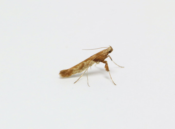 Caloptilia hemidactylella Copyright: Simon Wood