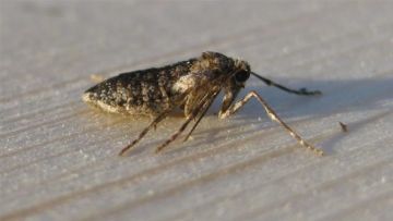 Winter Moth Female. Copyright: Stephen Rolls