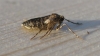 Winter Moth Female. 