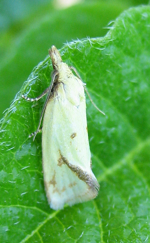 Agapeta hamana. Copyright: Stephen Rolls