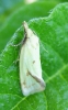 Agapeta hamana.