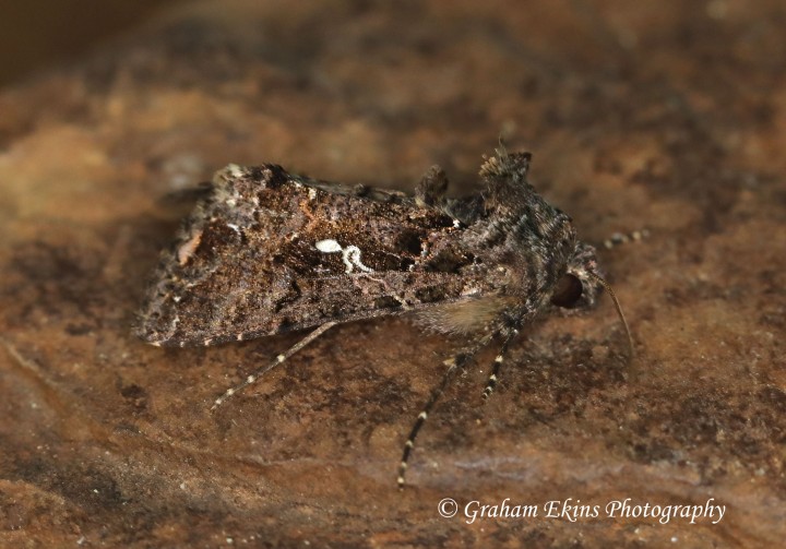 Scar Bank Gem   Ctenoplusia limbirena Copyright: Graham Ekins