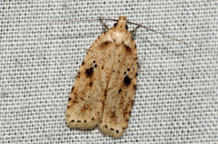 Agonopterix arenella 2 Copyright: Ben Sale