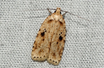 Agonopterix arenella 2 Copyright: Ben Sale