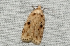 Agonopterix arenella 2 Copyright: Ben Sale