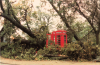 Southend Great Storm 1987 with damaged trees and phone boxes