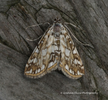 Elophila nymphaeata 2 Copyright: Graham Ekins