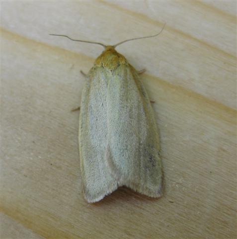 Timothy Tortrix. Copyright: Stephen Rolls