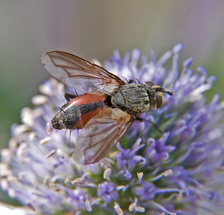 Eriothrix rufomaculata 1 Copyright: Graham Ekins