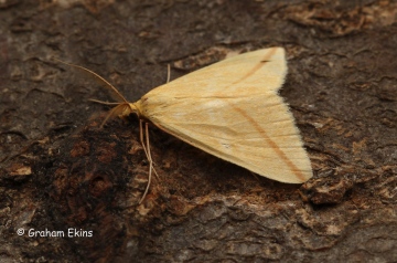 Rhodometra sacraria   Vestal 1 Copyright: Graham Ekins