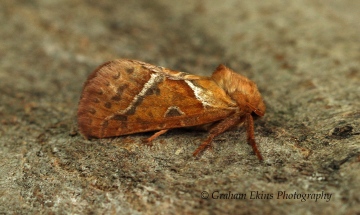 Triodia sylvina Orange Swift Copyright: Graham Ekins