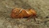 Triodia sylvina Orange Swift