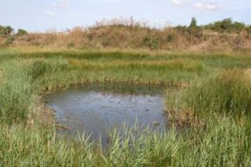 West Canvey saline area Copyright: Peter Harvey