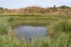 West Canvey saline area 