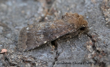 Rusina ferruginea  5 Copyright: Graham Ekins