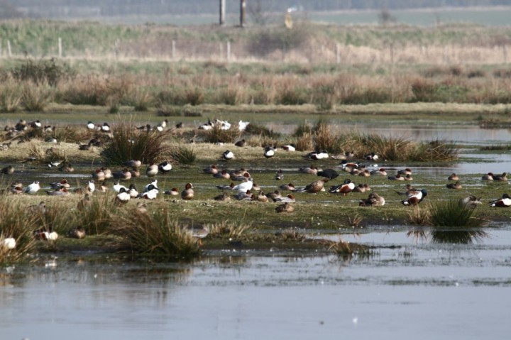 Round Marsh Blue House Farm Copyright: Graham Smith