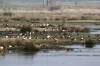 Round Marsh Blue House Farm 