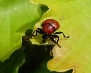 Oak leaf-roller Backwarden 26.05.22 Copyright: Peter Squire