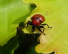 Oak leaf-roller Backwarden 26.05.22