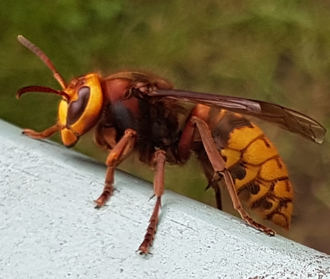 Summer visitor to my garden Copyright: Herminia Day