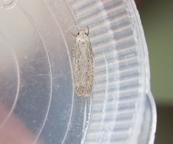 Platyedra subcinerea 1 Copyright: Clive Atkins