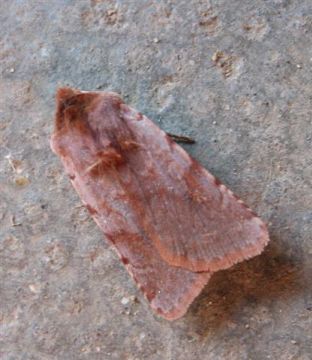 Red Chestnut. Copyright: Stephen Rolls