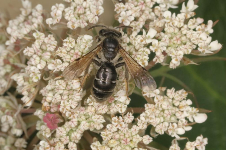 Andrena nitidiuscula female 2 Copyright: Peter Harvey