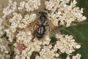 Andrena nitidiuscula female 2 Copyright: Peter Harvey