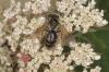 Andrena nitidiuscula female 2