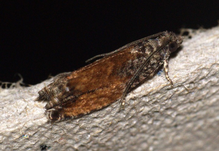 Epinotia nisella f.decorana Copyright: Ben Sale