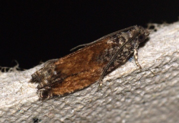 Epinotia nisella f.decorana Copyright: Ben Sale