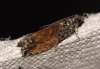 Epinotia nisella f.decorana Copyright: Ben Sale