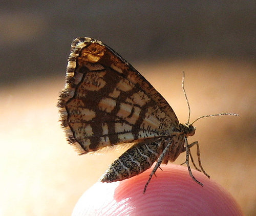 Latticed Heath 2 Copyright: Stephen Rolls