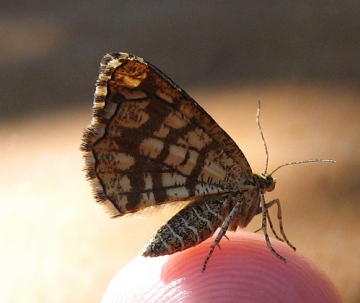 Latticed Heath 2 Copyright: Stephen Rolls