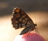 Latticed Heath 2 Copyright: Stephen Rolls