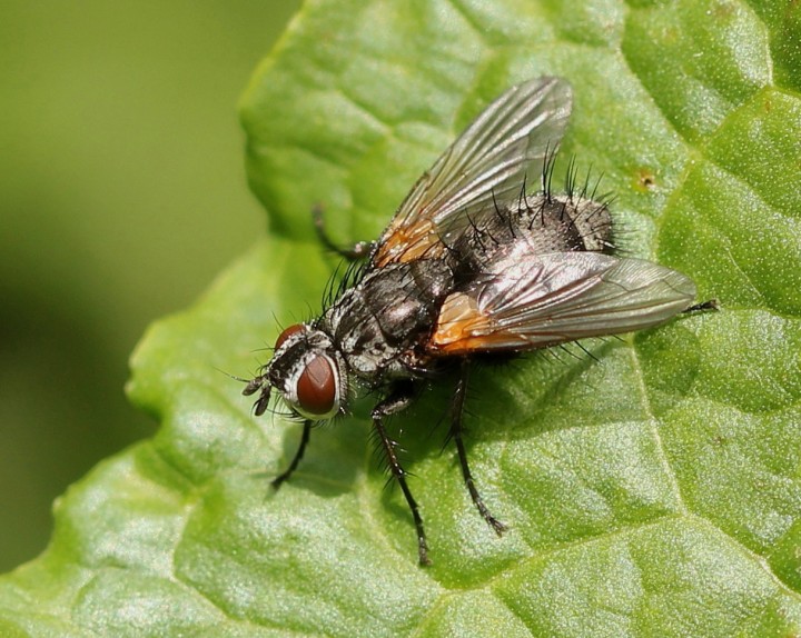 Pelatachina tibialis (male) 2 Copyright: Jeremy Richardson