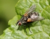 Pelatachina tibialis (male) 2 Copyright: Jeremy Richardson