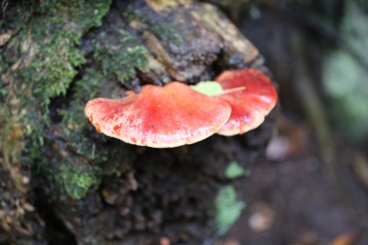 Beefsteak Fungus 2 Copyright: Urszula Juziuczuk