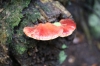 Beefsteak Fungus 2 