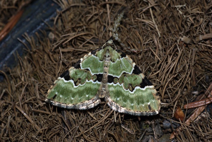 Green Carpet Copyright: Ben Sale