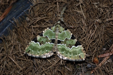 Green Carpet Copyright: Ben Sale