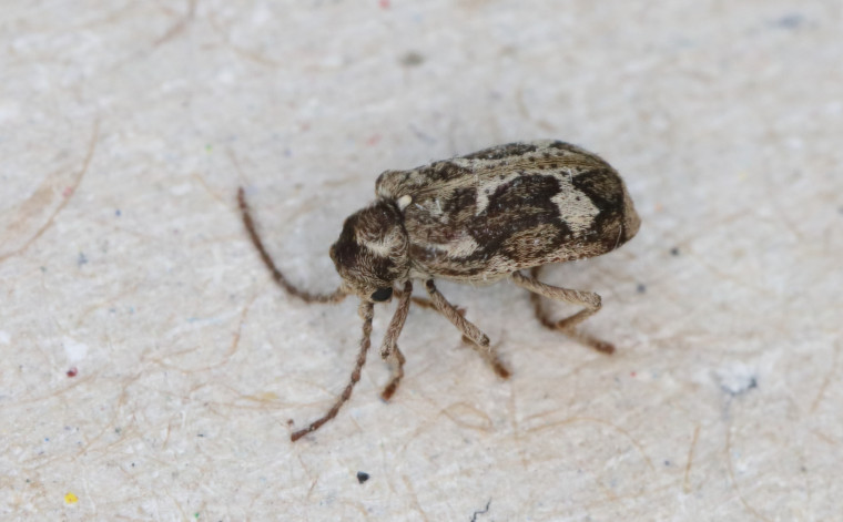 Ptinomorphus imperialis active Copyright: Peter Harvey