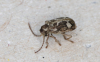 Ptinomorphus imperialis active 